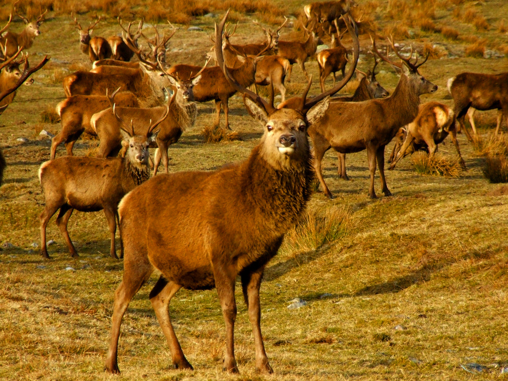 Red Deer on the Alcan estate Scotland. Image: Keith Laverack