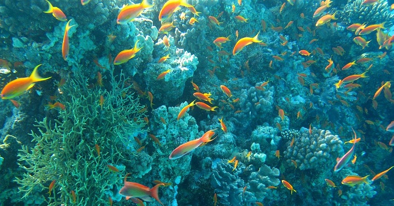 A photo of an ocean bed with orange fish