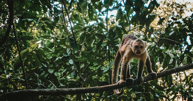 White fronted capuchin monkey, Tayrona National Park, Colombia