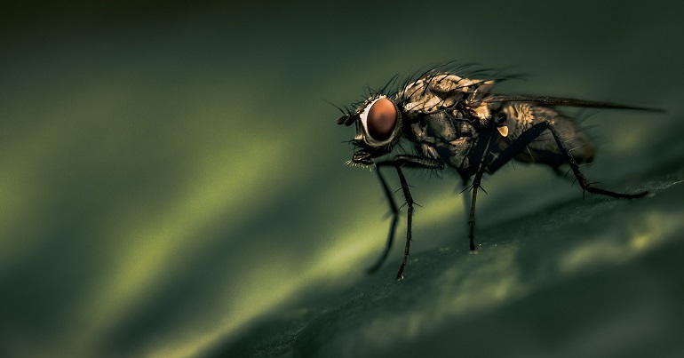 A photo of a fly